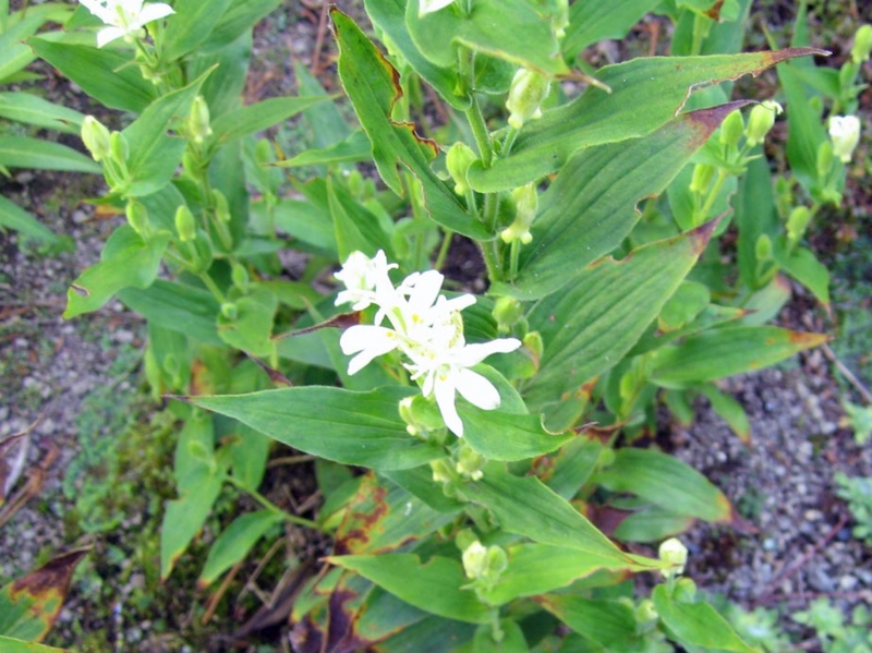 f:id:atarou:20100927165316j:image
