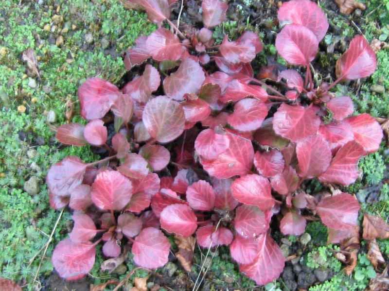 f:id:atarou:20100929064657j:image