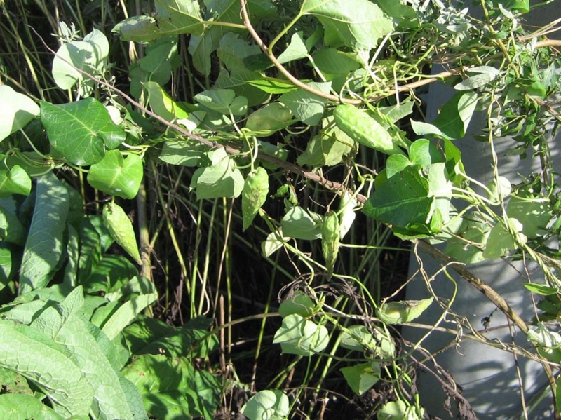 f:id:atarou:20100930063658j:image