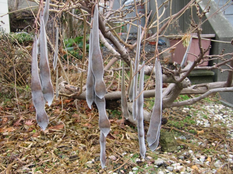 f:id:atarou:20101204194307j:image