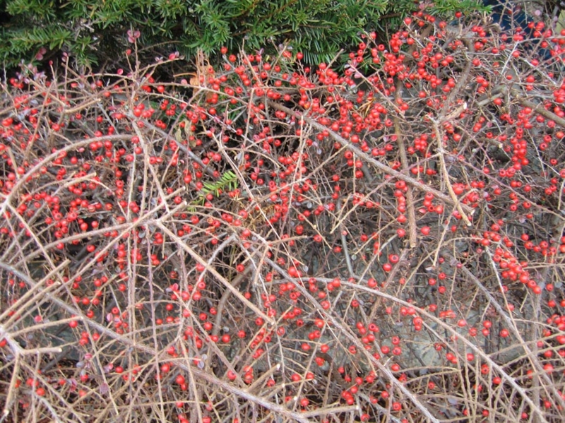 f:id:atarou:20101204194657j:image