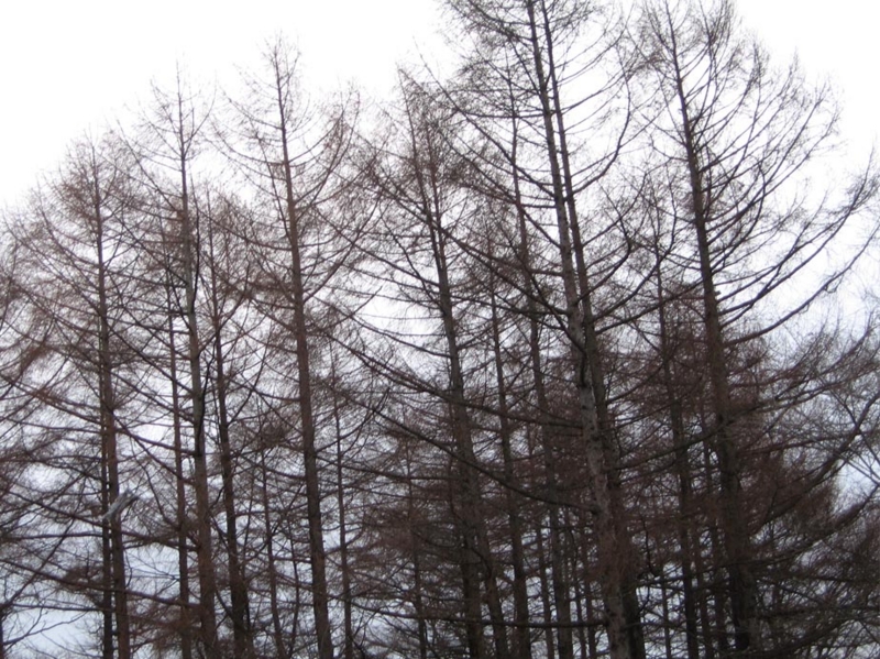 f:id:atarou:20101205064126j:image
