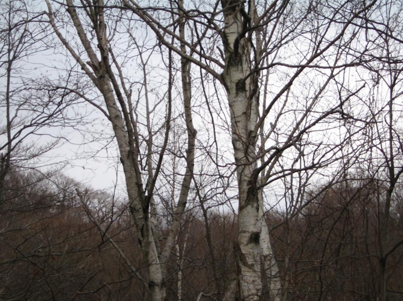 f:id:atarou:20101205064127j:image