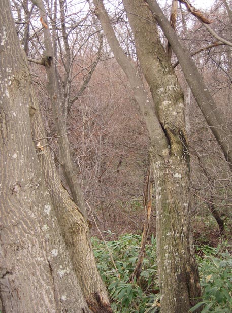 f:id:atarou:20101205064128j:image
