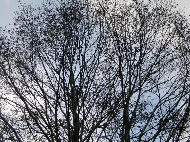 f:id:atarou:20101212064646j:image