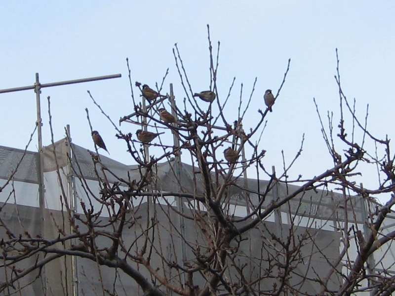 f:id:atarou:20101212065704j:image