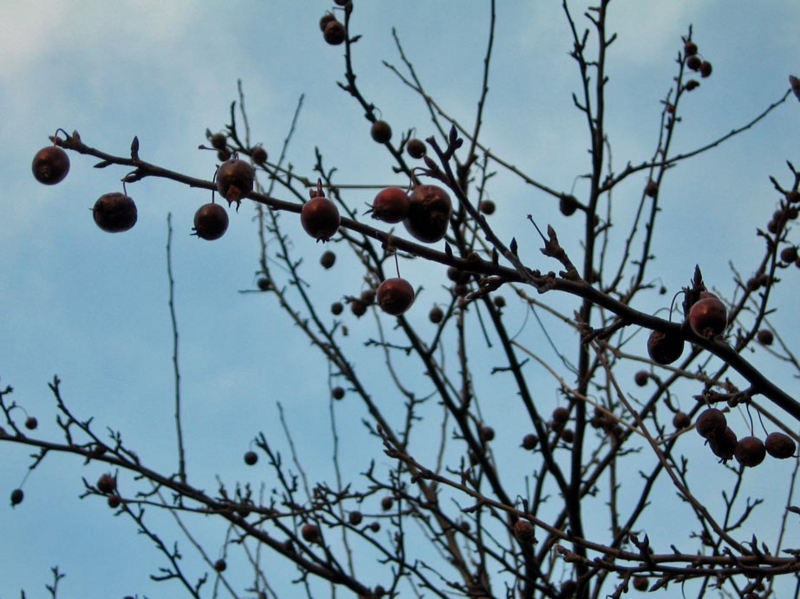 f:id:atarou:20101212065705j:image