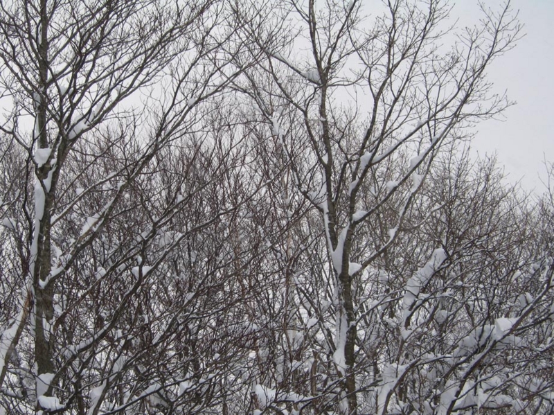 f:id:atarou:20110109063607j:image
