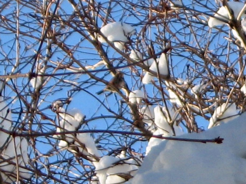 f:id:atarou:20110111192558j:image