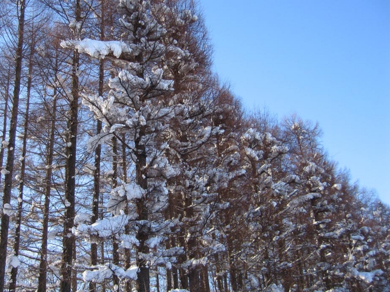 f:id:atarou:20110111192559j:image