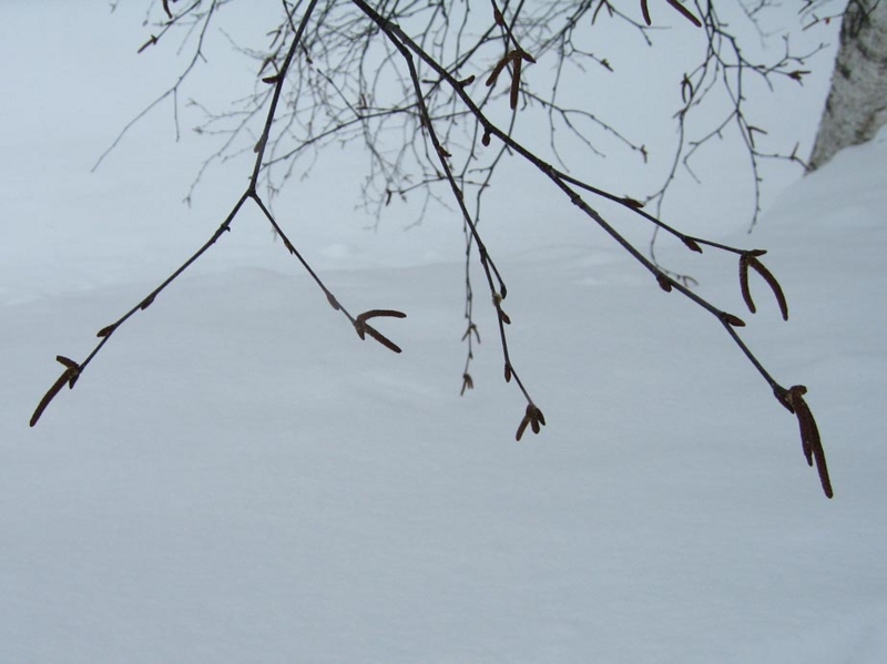 f:id:atarou:20110113071848j:image