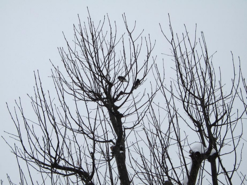 f:id:atarou:20110113072802j:image