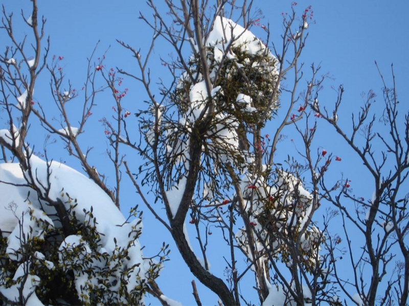 f:id:atarou:20110113194048j:image