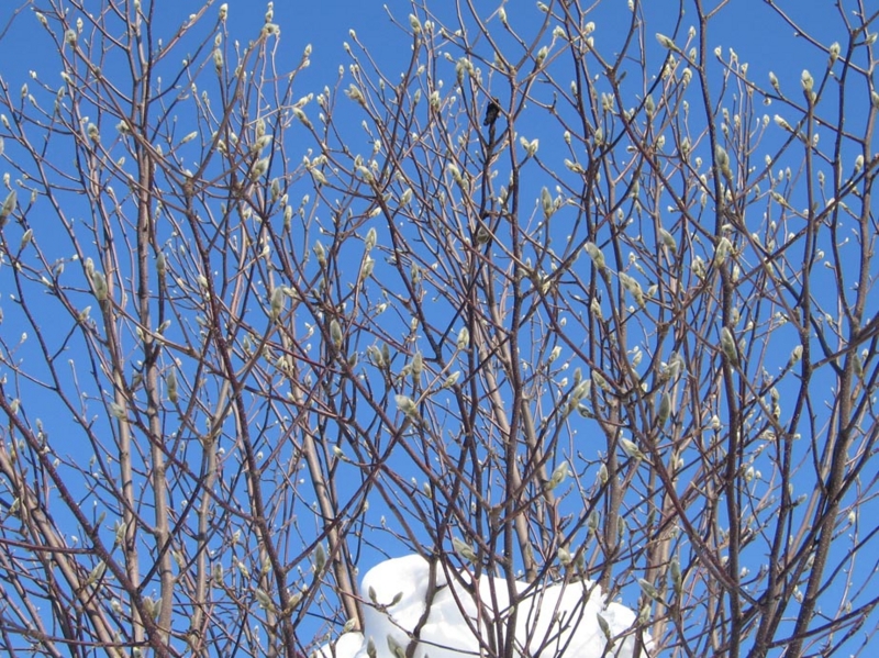 f:id:atarou:20110120064801j:image