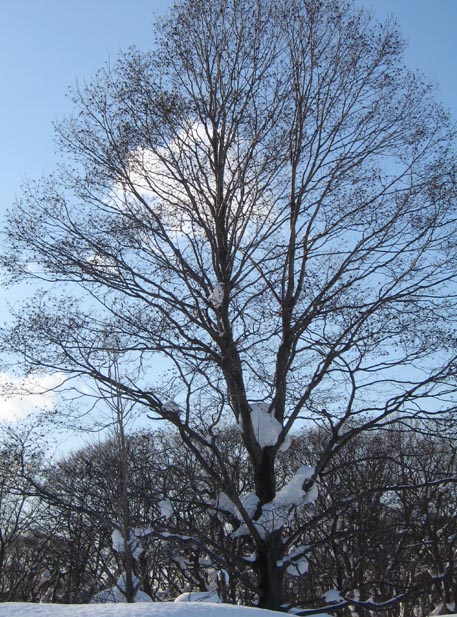 f:id:atarou:20110120070809j:image