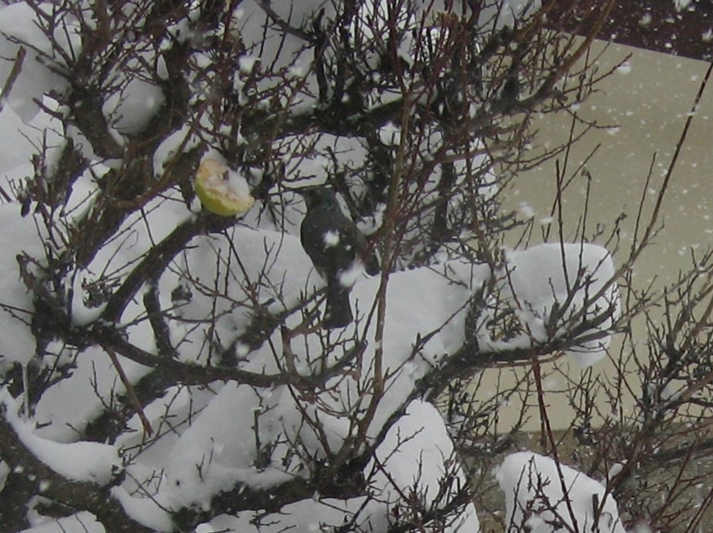 f:id:atarou:20110121181217j:image