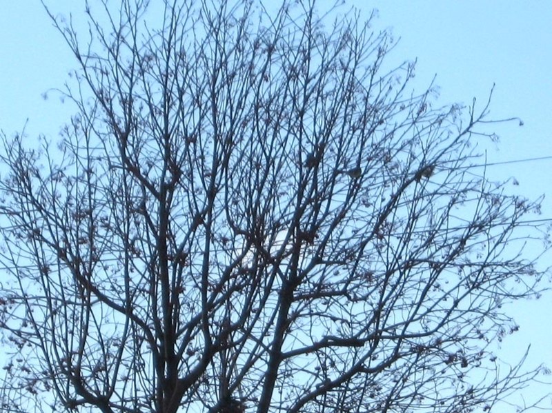 f:id:atarou:20110121191219j:image