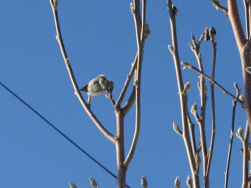 f:id:atarou:20110128111933j:image