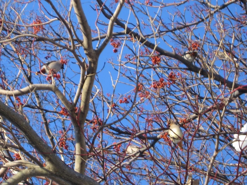 f:id:atarou:20110128112734j:image