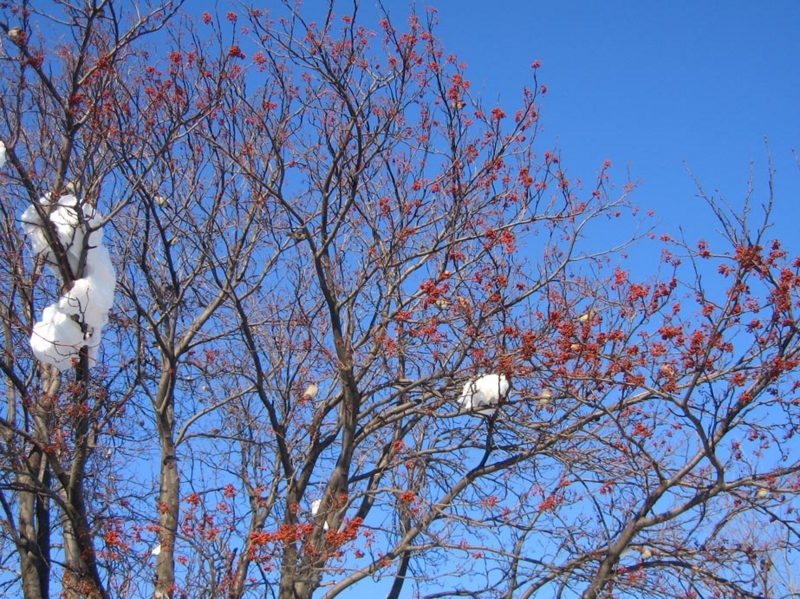 f:id:atarou:20110128112735j:image