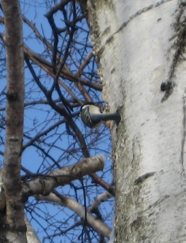 f:id:atarou:20110216195504j:image