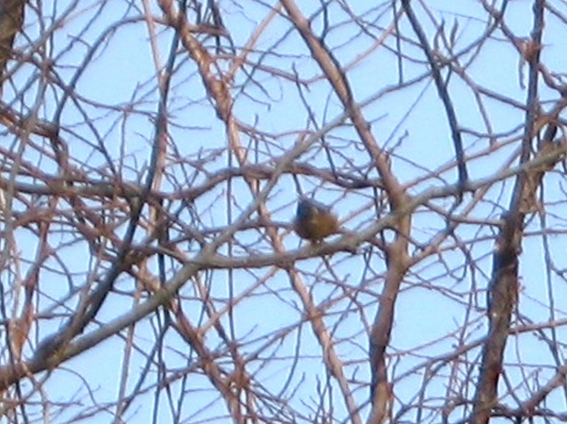 f:id:atarou:20110217063941j:image