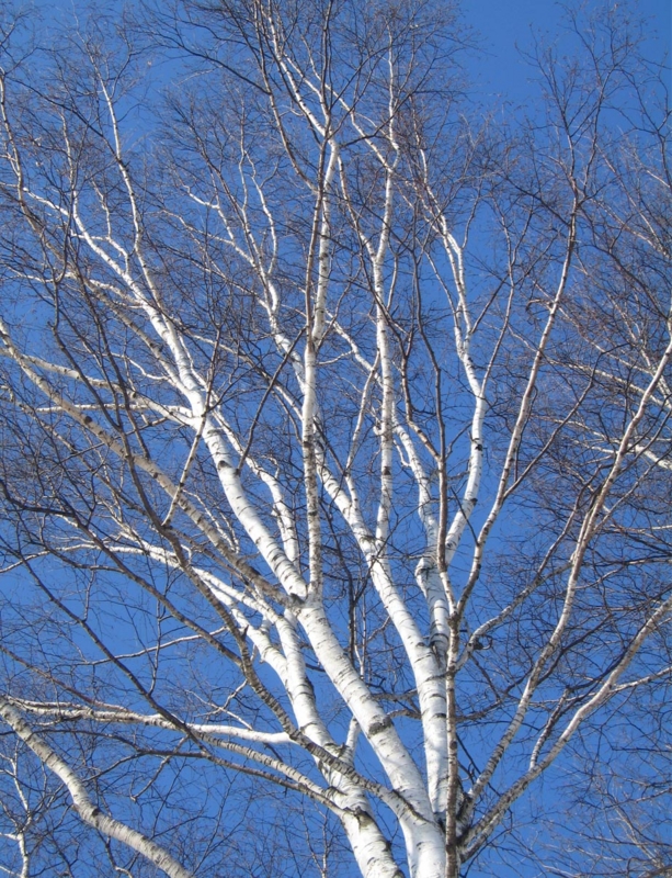 f:id:atarou:20110222191338j:image