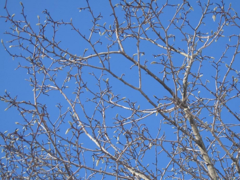 f:id:atarou:20110222194106j:image