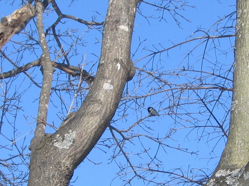 f:id:atarou:20110222194533j:image