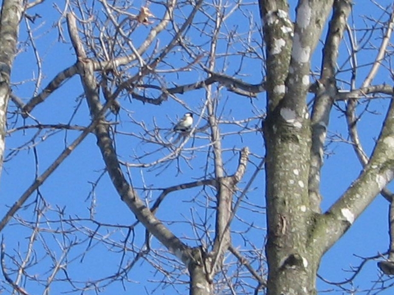 f:id:atarou:20110222194541j:image