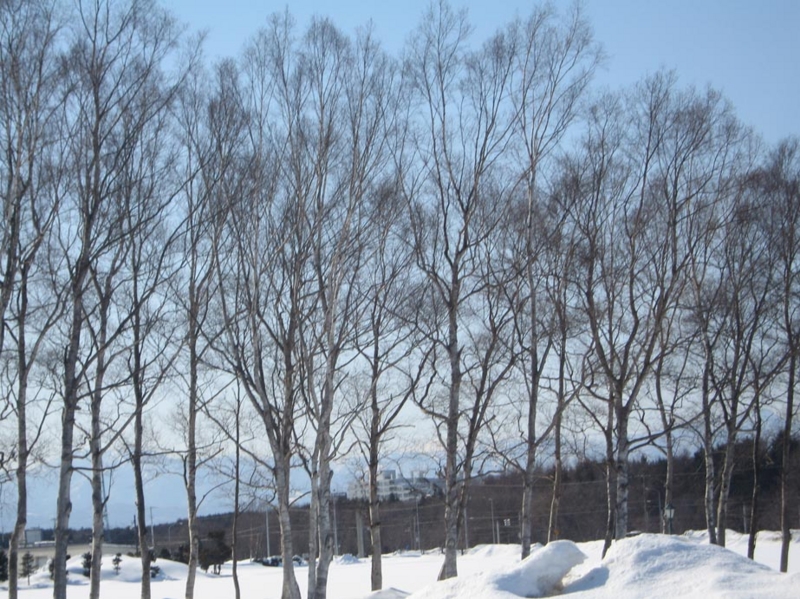 f:id:atarou:20110228202355j:image