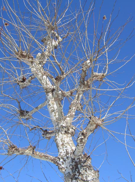 f:id:atarou:20110228202356j:image