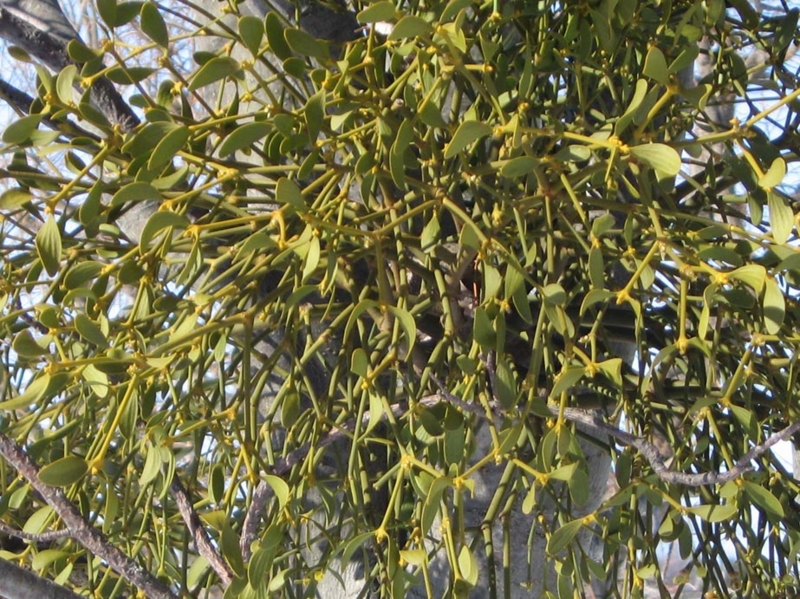 f:id:atarou:20110301064858j:image