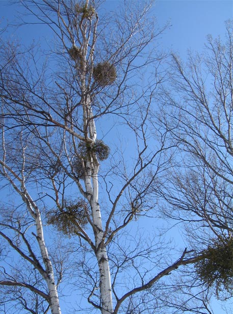 f:id:atarou:20110301064859j:image