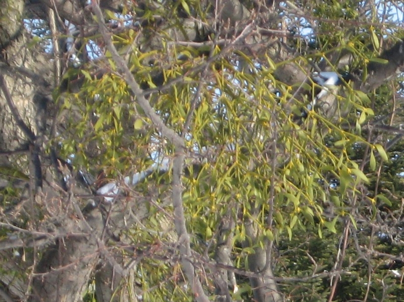 f:id:atarou:20110301174729j:image