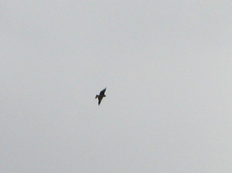 f:id:atarou:20110306191455j:image