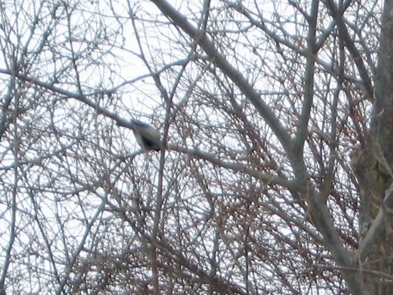 f:id:atarou:20110306192103j:image