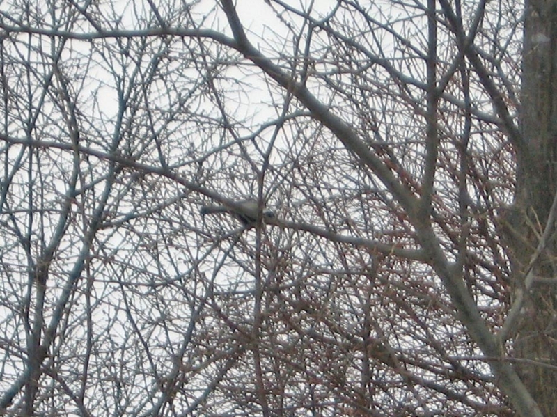 f:id:atarou:20110306192104j:image