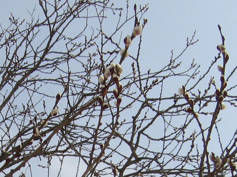 f:id:atarou:20110307070107j:image