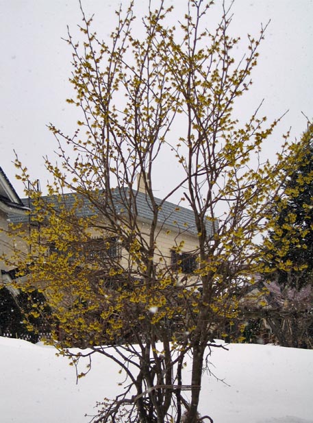 f:id:atarou:20110325191311j:image