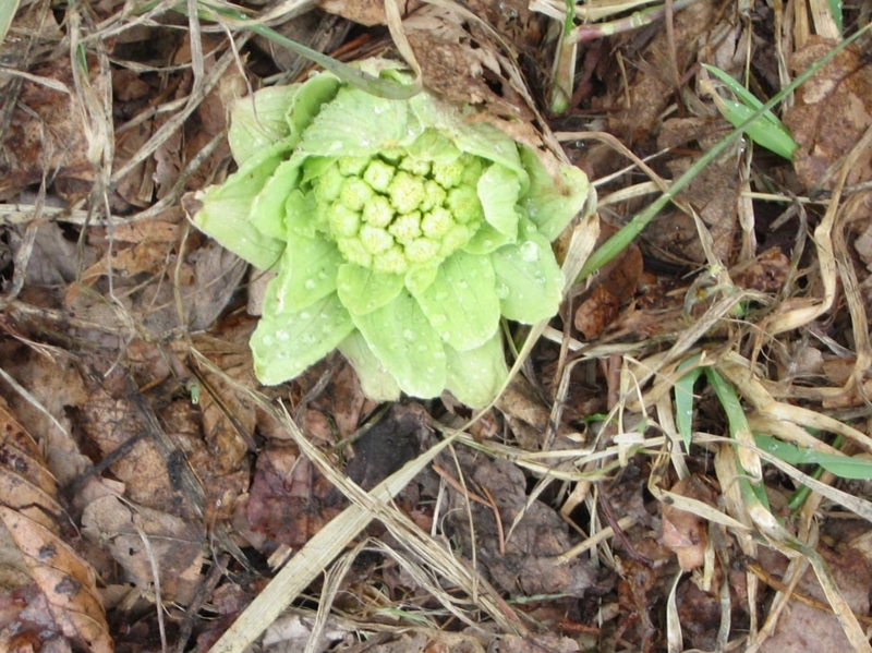 f:id:atarou:20110326064254j:image