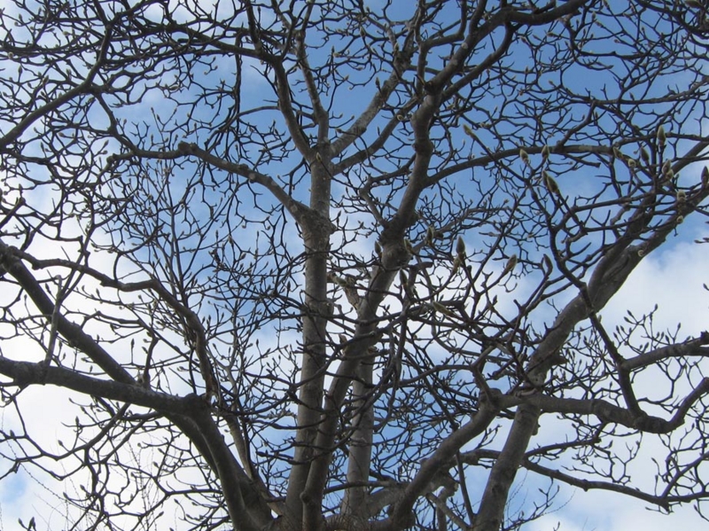 f:id:atarou:20110327062604j:image