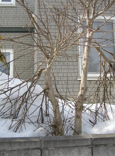 f:id:atarou:20110327062609j:image