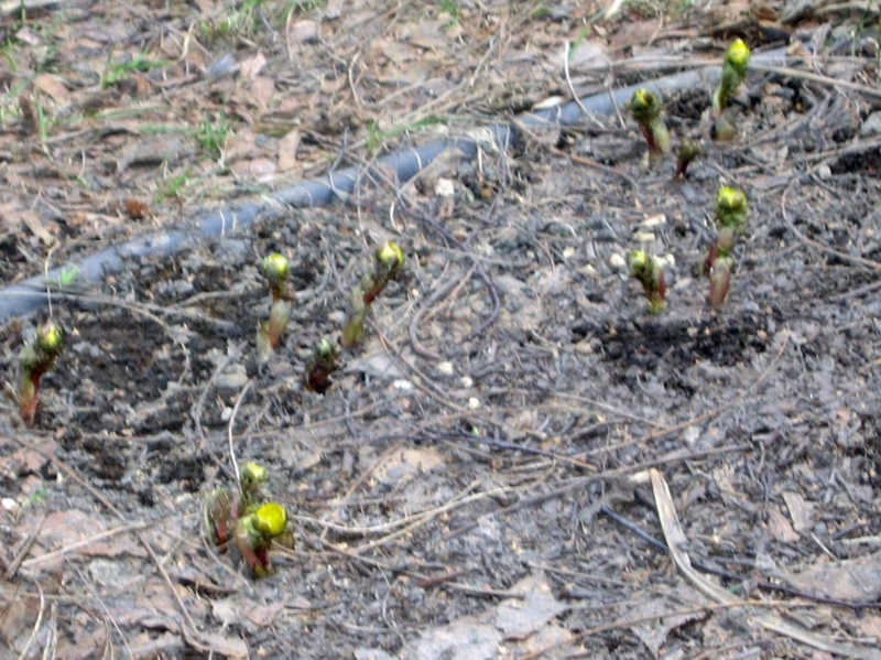 f:id:atarou:20110401071410j:image