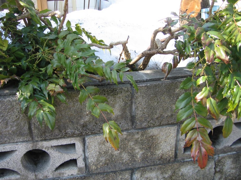 f:id:atarou:20110401192937j:image