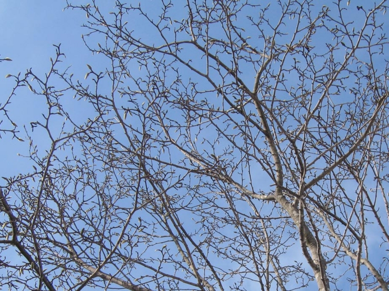 f:id:atarou:20110402060718j:image