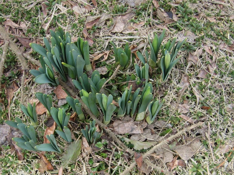 f:id:atarou:20110403062347j:image