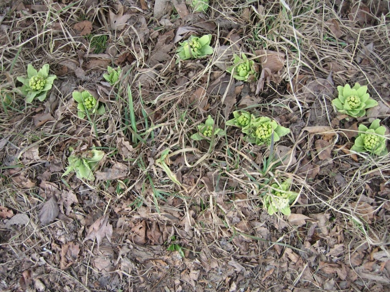 f:id:atarou:20110403064008j:image