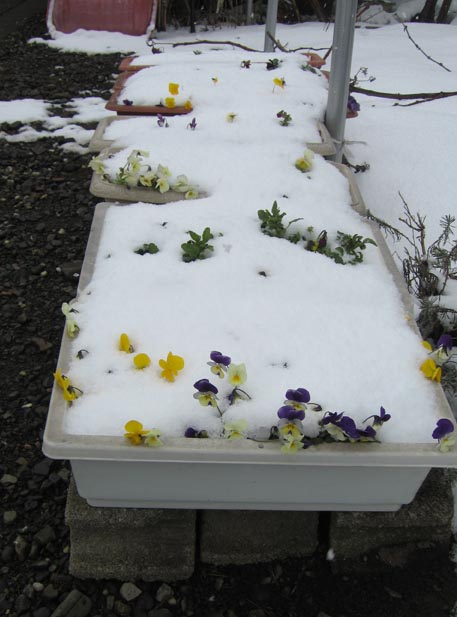 f:id:atarou:20110404064327j:image