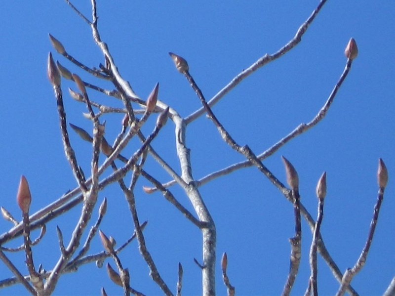 f:id:atarou:20110404203147j:image